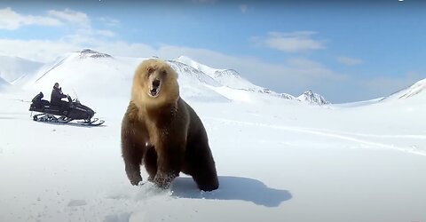 Big ass grizzly bear attacks guy on skiscooter