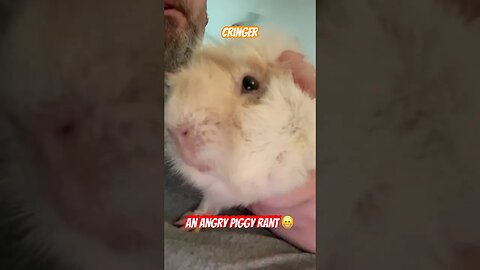 Cringer An Angry Piggy Rant😁 #channel #guineapig #guineapigshorts #shorts #shortvideo #short