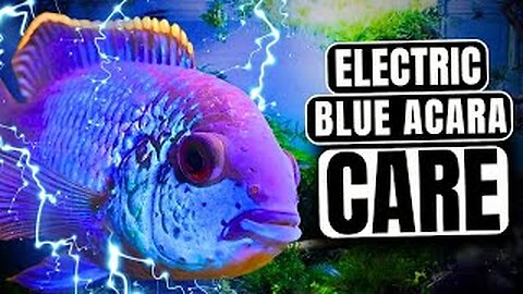 Electric Blue Acara Care: Everything You NEED To Know