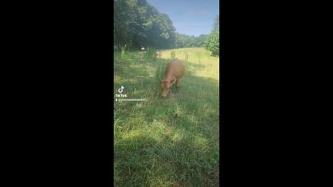 Cows and calves chillin'.