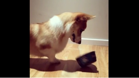 Corgi realizes his legs are too short