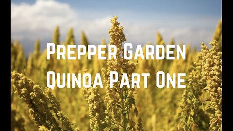 Prepper Garden: Grow Quinoa Part One