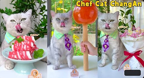 Cute cat are cooking in Korean food 🧑‍🍳🥩🥓🍲🍜