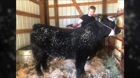 Weld County teen asking for help finding 4-H steer