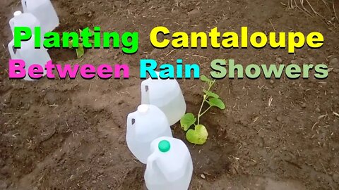 No. 643 – Planting Cantaloupe Between Rain Showers