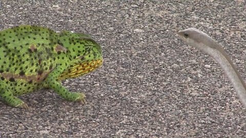 Snake vs frog fighting amazing daungrous moments