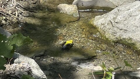 Goldfinch bathing short clip