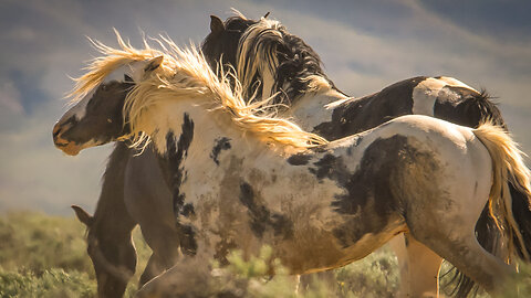 The Mighty Stallion Thor of McCullough Peaks in Wyoming by Karen King