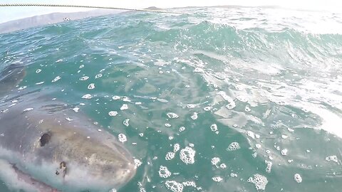 Great White Bites Victim in Face