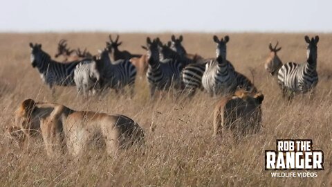 Nomadic Lions Cross The Plains | Maasai Mara Safari | Zebra Plains