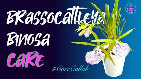 Brassocattleya Binosa 'Wabash Valley' | Self-Watering & LECA | Repeat Blooming Tips #CareCollab