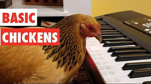 Basic Chickens | Funny Chicken Video Compilation