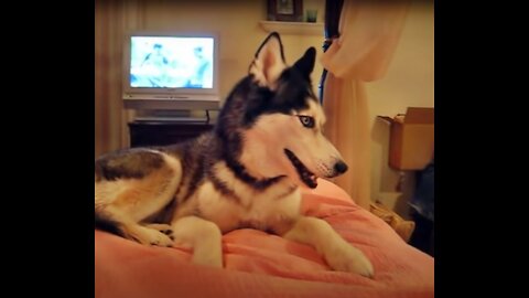 Talking Husky Says " I Love You