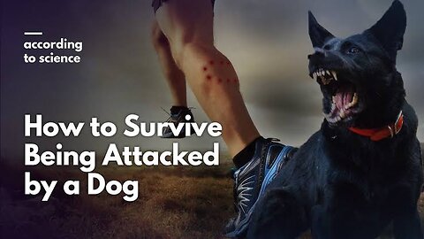 How to survive a dog attack