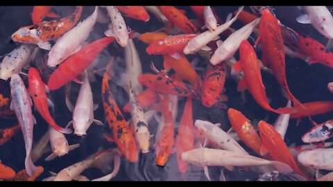 Colorful koi fish in the pond with dark colored ground moving around