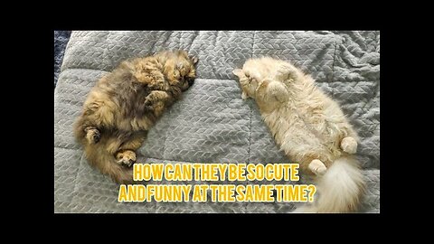 Funniest Animals cat's&dogs Videos2024