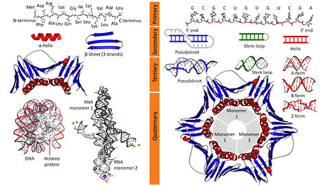 Macromolecules: Proteins, Polysaccharides, Nucleic Acids, Lipids