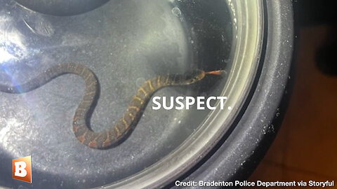 SLITHERY SUSPECT APPREHENDED! Snake Captured Inside Home Sheltering from Hurricane