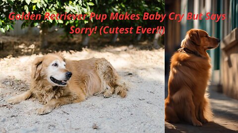 Golden Retriever Pup Makes Baby Cry But Says Sorry! (Cutest Ever!!)