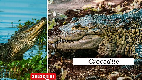 Crocodiles Are Large Semiaquatic Reptiles ll Epic Fail ll