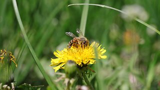 Honey Bee Pollinating Dandelions