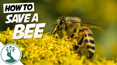 How to Save A Bee with Sugar Water - How to Save a Bee's Life