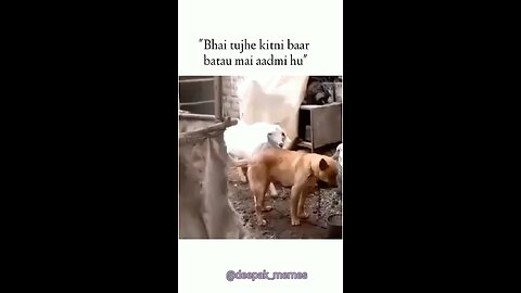 new funny comedy show short clips secen action Hot Hollywood Bollywood movies animal world news 2025