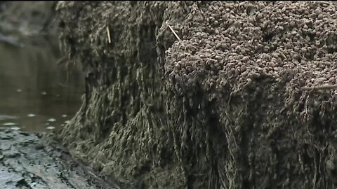 The muck mess on Lake St. Clair