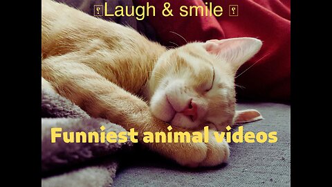 Best funniest animal videos 🐱😂cute animals