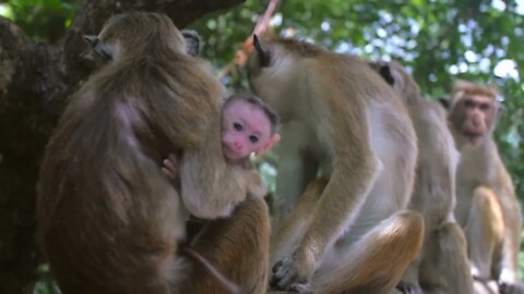 baby monkey#shorts#YouTubeshort #viral