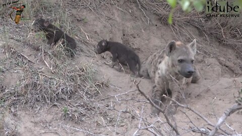 New Hyena Cubs