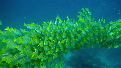 Amazing Marine Life