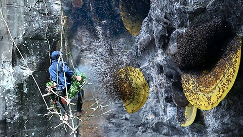 Primitive Technology: Amazing Catch A Giant Honeybee For Food On The Cliff.