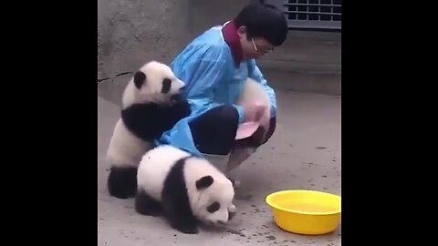 Breeders and pandas