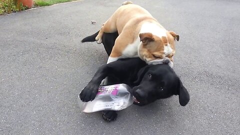 Bulldog takes on Black Lab. Best Fight