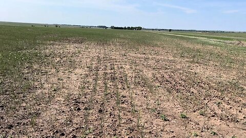 Our dire wheat report from Central/North Central Kansas (and a glimpse of The Beast)