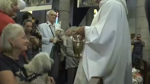 Blessings for animals during French mass