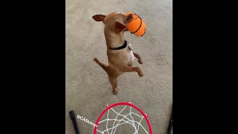 The most impressive doggy slam dunk you'll ever see