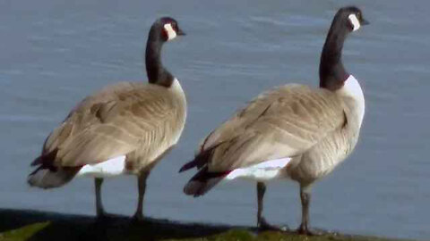 IECV NV #13 - 👀 Here Is A Goosander & Two Canadian Geese & Some Pigeons - Rock Doves 🦆 3-16-2014