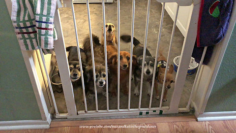 Great Dane Puppy Visits With Chihuahua Dachshund Girlfriends