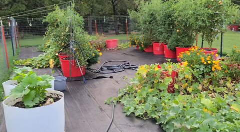 Garden Update 8-5-2022