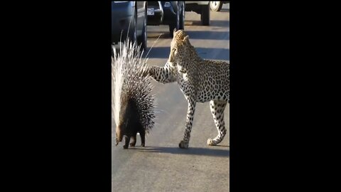 Leopard attacks brave pokupine and was deafeated