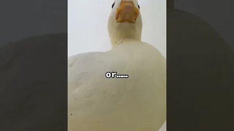 What does this duck have to say?