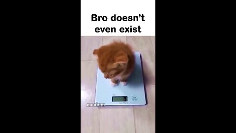 bro is 0 gram 🥺#0gram #catweight