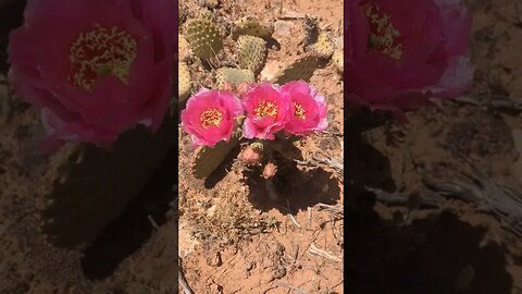 Cactus Flower