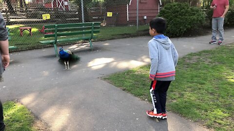 Peacock opening feathers captured every moment of it