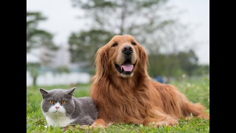 Cute cat and dog playing each other