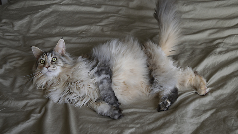 Maine Coon cat plays football - best goalkeeper in the world!