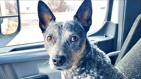 The Wild Horses of Nevada Zippy Blue Heeler Best Friends!!