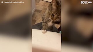 Worried cat tries to "save" owner from drowning in bath